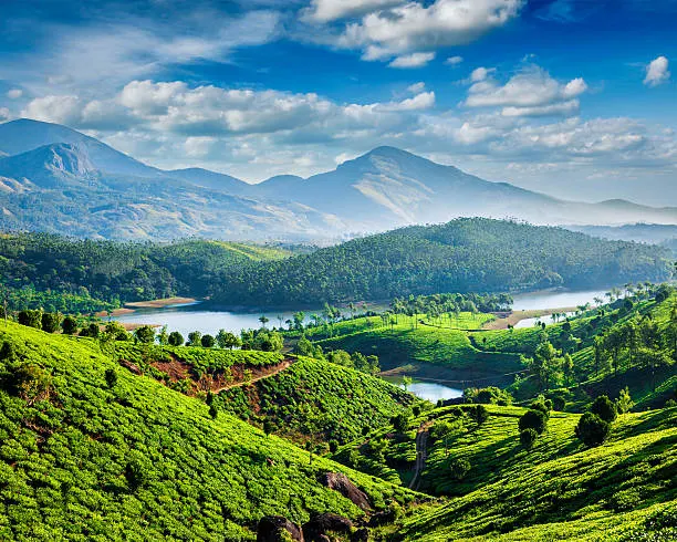 Rows of tea bushes below misty Western Ghats peaks