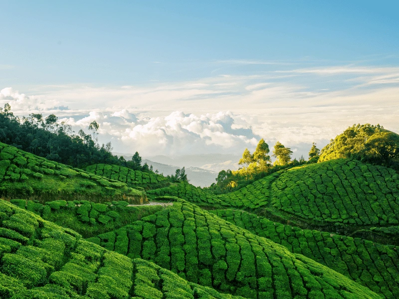 Tea plantations on the green hills of Munnar