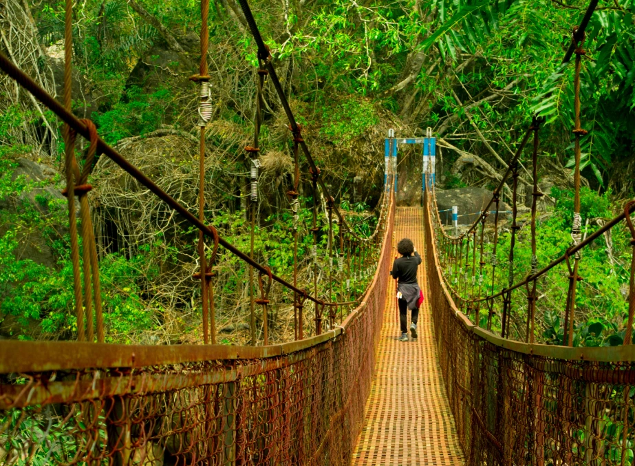 Living root bridge over a forest stream